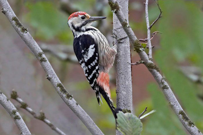 Ciocănitoare cu spate alb (Dendrocopos leucotos) - Pasari din Romania