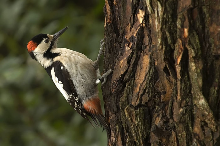 Ciocănitoare de grădini (Dendrocopos syriacus) - Pasari din Romania -  fagaras