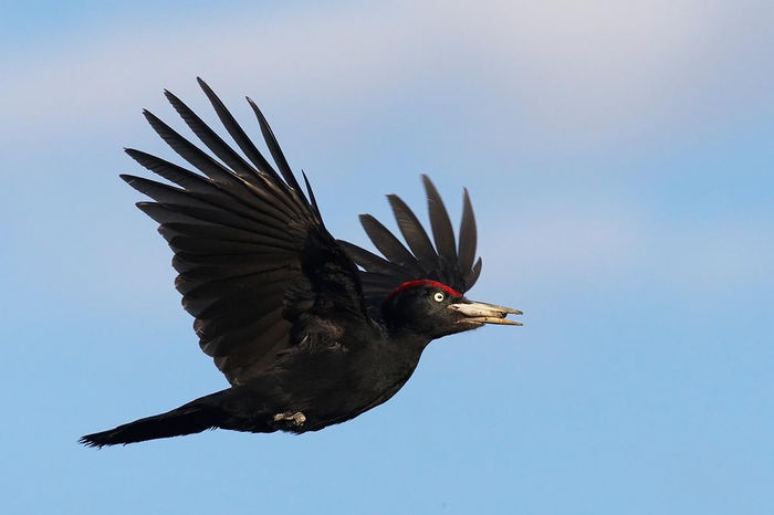 Ciocănitoare neagră (Dryocopus martius)