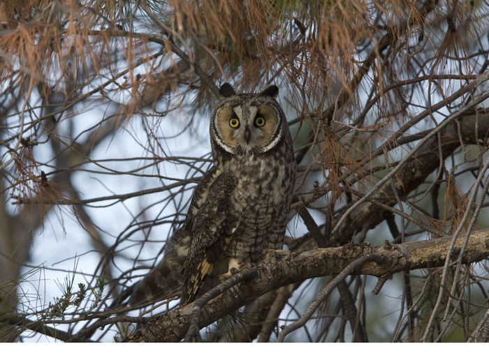 Ciuf de pădure (Asio otus) - Pasari din Romania