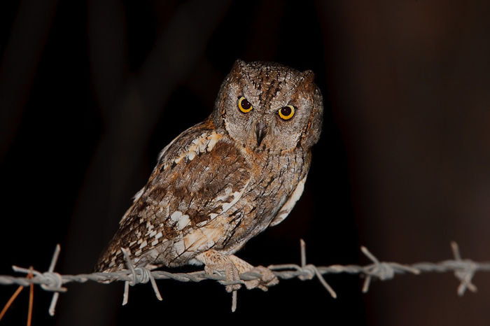 Ciuş (Otus scops) - Pasari din Romania