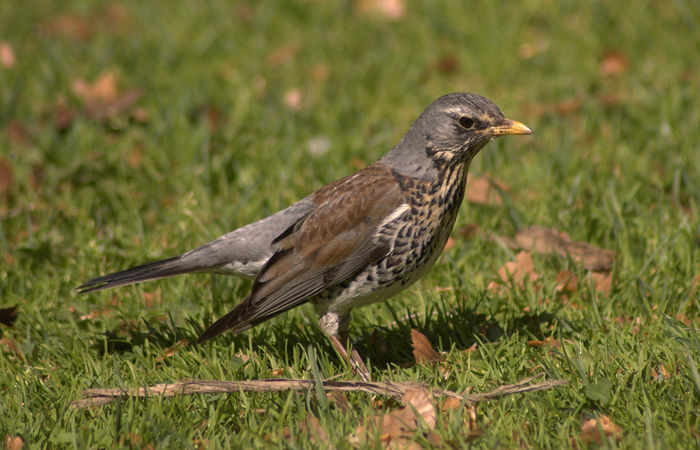 Cocoșar (Turdus pilaris)