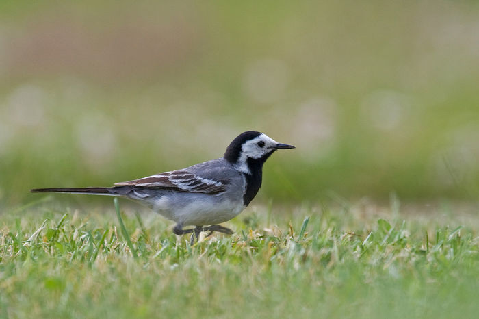 Codobatură albă (Motacilla alba) - Pasari din Romania