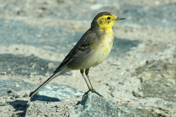 Codobatură cu cap galben (Motacilla citreola) - Pasari din Romania