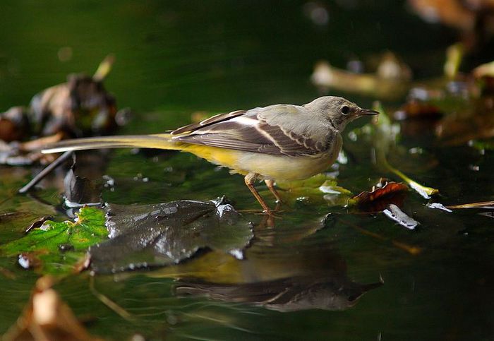 Codobatură de munte (Motacilla cinerea) - Pasari din Romania