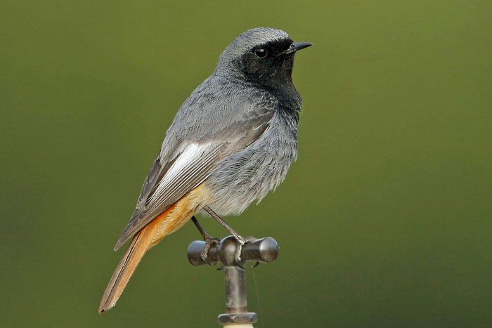 Codroș de munte (Phoenicurus ochruros) - Pasari din Romania