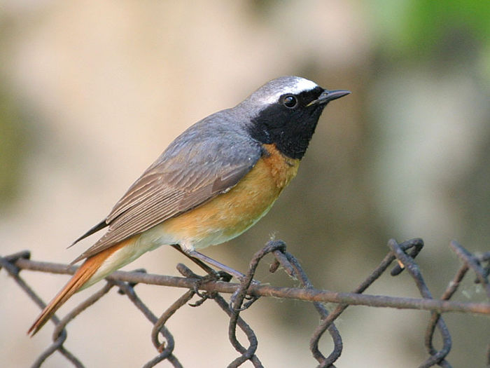 Codroș de pădure (Phoenicurus phoenicurus) - Pasari din Romania