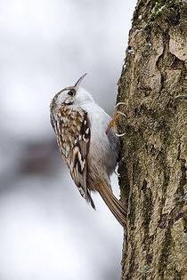 Cojoaica de pădure (certhia familiaris) - Pasari din Romania