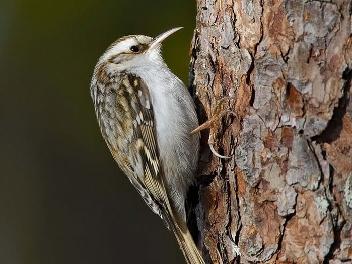 Cojoaică de pădure (Certhia familiaris) - Pasari din Romania