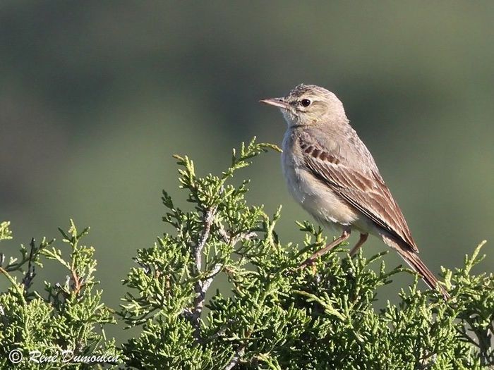 Fâsă de câmp (Anthus campestris)