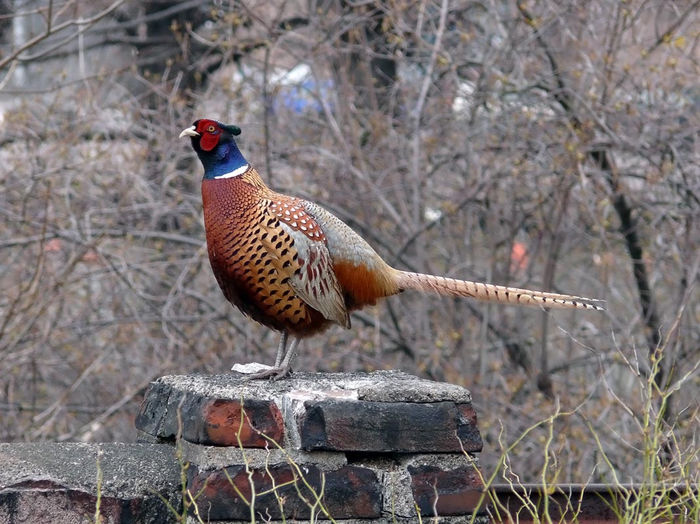 Fazan (Phasianus colchicus) - Pasari din Romania
