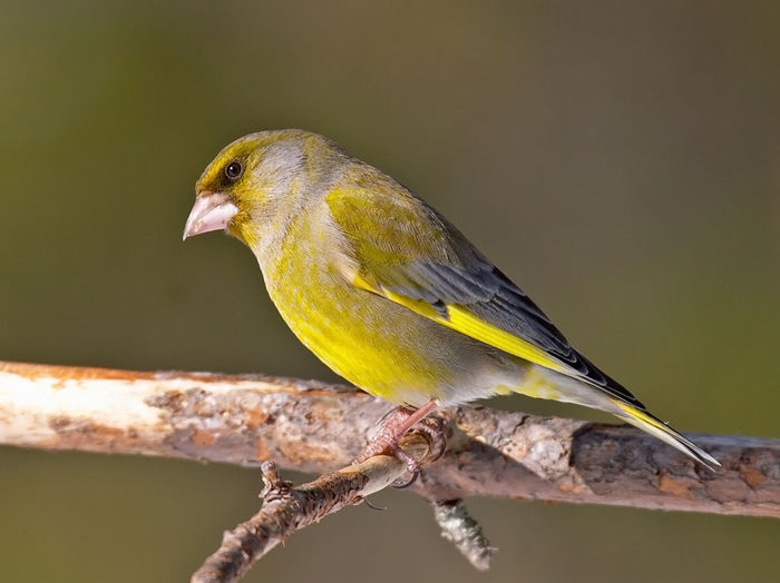 Florinte (Carduelis chloris) - Pasari din Romania