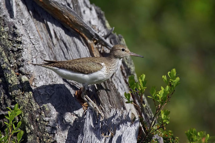 Fluierar de munte (Actitis hypoleucos) - Pasari din Romania
