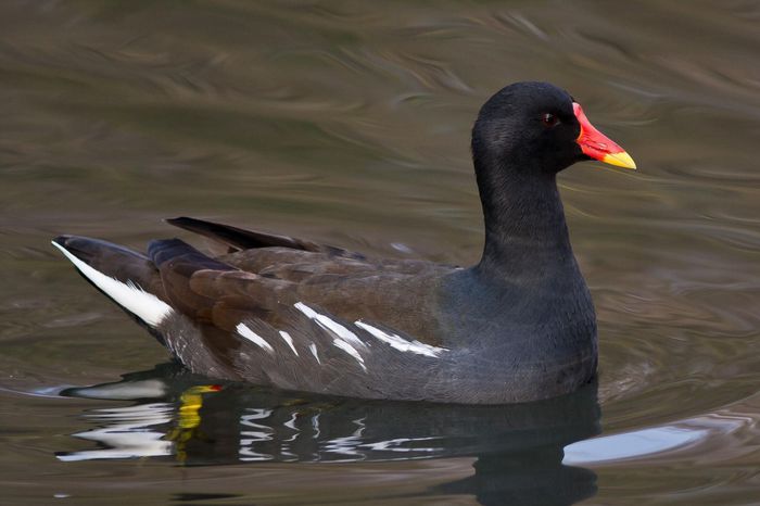 Găinușă de baltă (Gallinula chloropus)