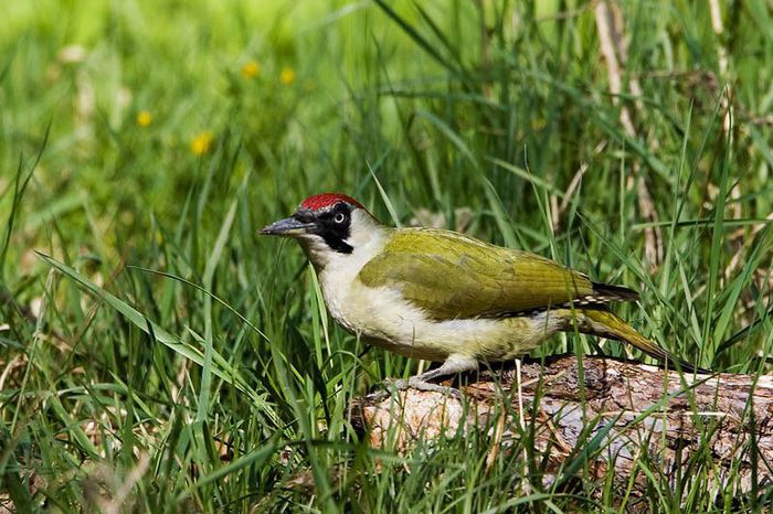 Ghionoaie verde (Picus viridis)