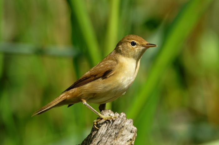 Lăcar de stuf (Acrocephalus scirpaceus)