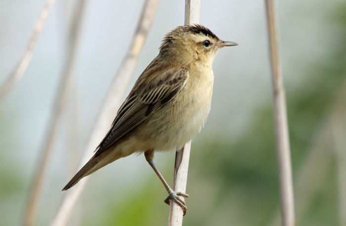 Lăcar mic (Acrocephalus schoenobaenus)