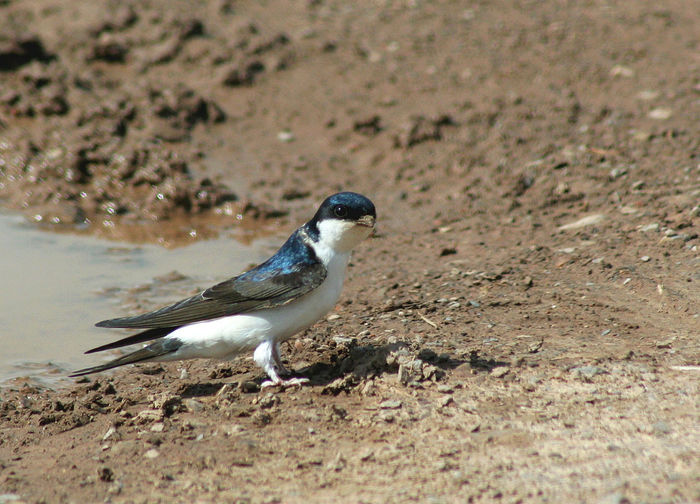 Lăstun de casă (Delichon urbicum)