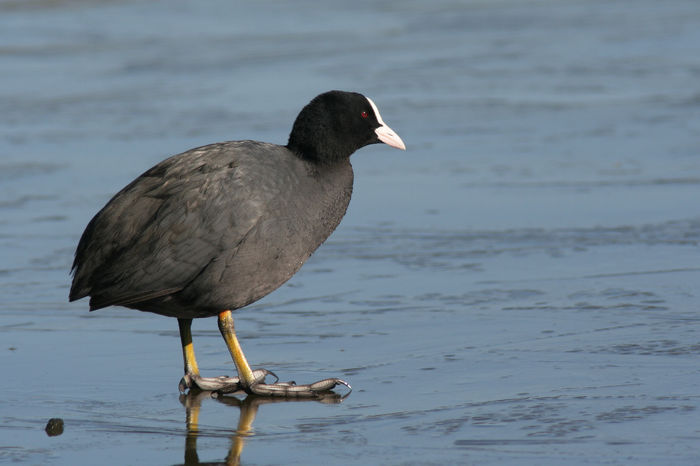 Lișiță (Fulica atra)