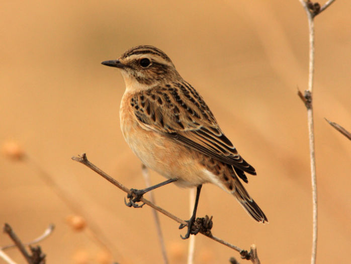 Mărăcinar mare (Saxicola rubetra)