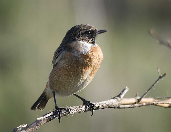 Mărăcinar negru (Saxicola torquatus) - Pasari din Romania