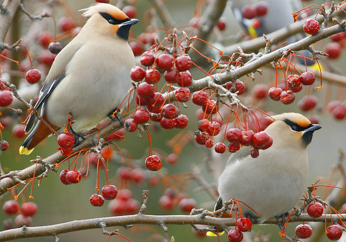 Mătăsarul, moţ simpatic (Bombycilla garrulus)