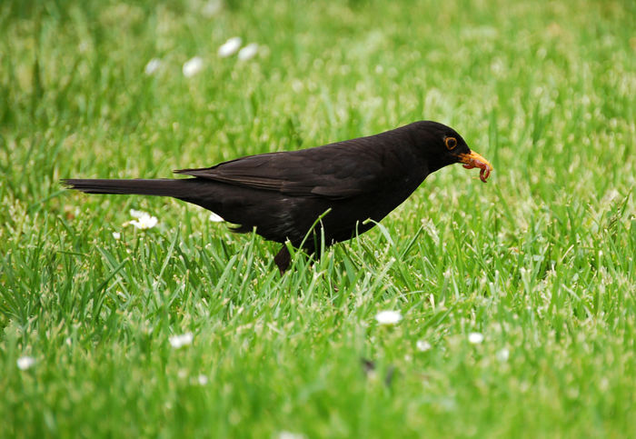Mierlă (Turdus merula)