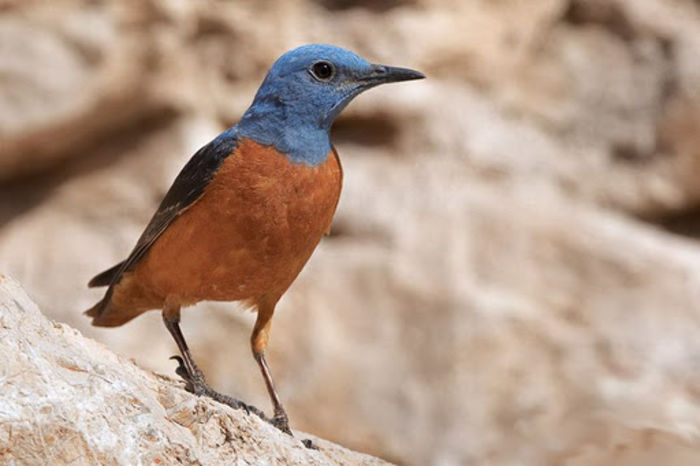 Mierla de piatră şi mierla albastră (monticola solitarius)