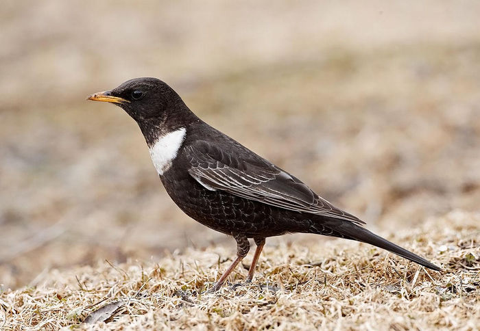Mierlă gulerată (Turdus torquatus)
