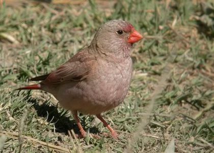 Mugurarul cu trompetă – bucanetes githagineus