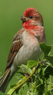 Mugurarul roşu – carpodacus erythrinus