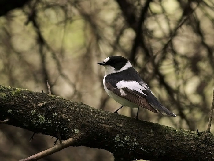 Muscar gulerat (Ficedula albicollis)