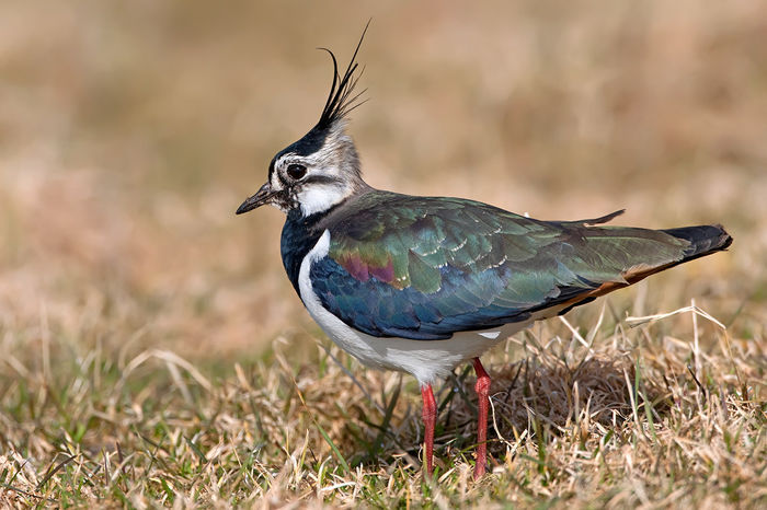 Nagâț (Vanellus vanellus)
