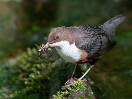 Pescărelul negru (Cinclus cinclus)