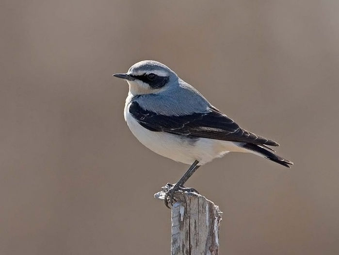 Pietrar sur (Oenanthe oenanthe)