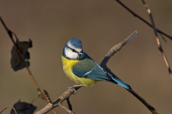 Pițigoi albastru (Parus caeruleus)