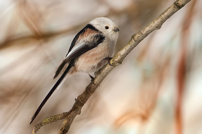 Pițigoi codat (Aegithalos caudatus)