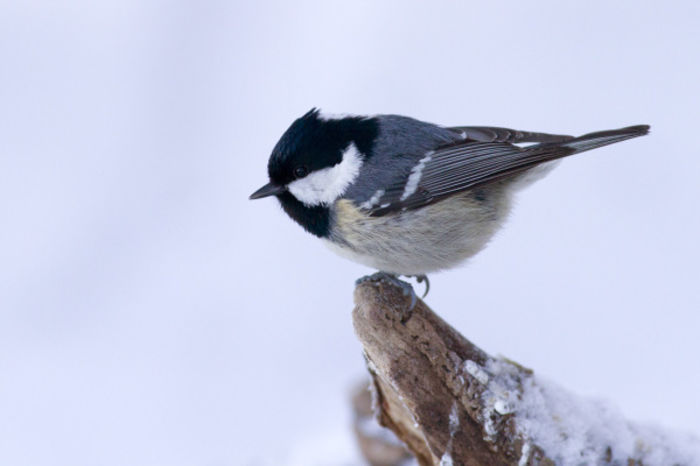 Pițigoi de brădet (Parus ater)