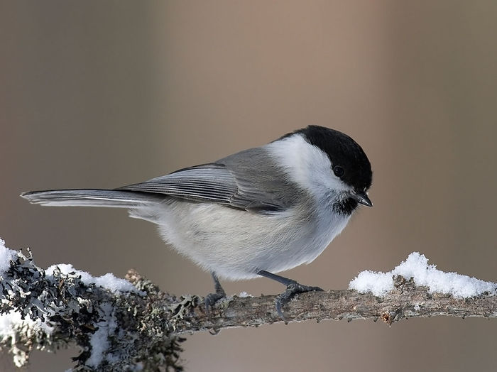 Pițigoi de munte (Parus montanus)