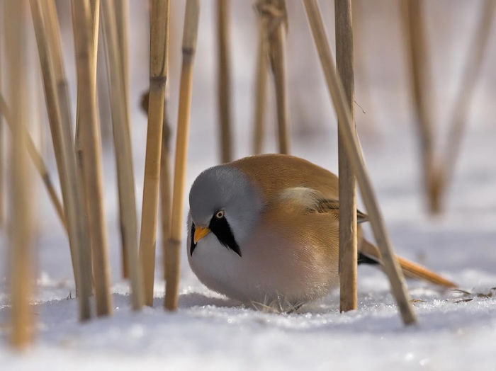 Pițigoi de stuf (Panurus biarmicus)
