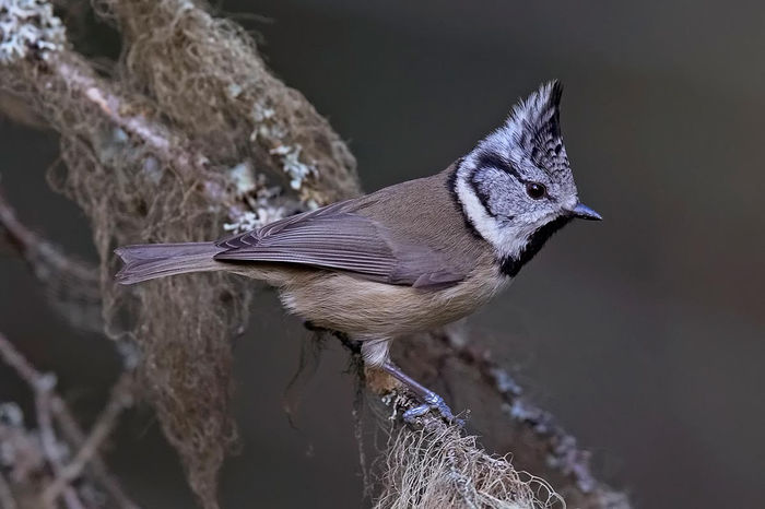 Pițigoi moțat (Parus cristatus)