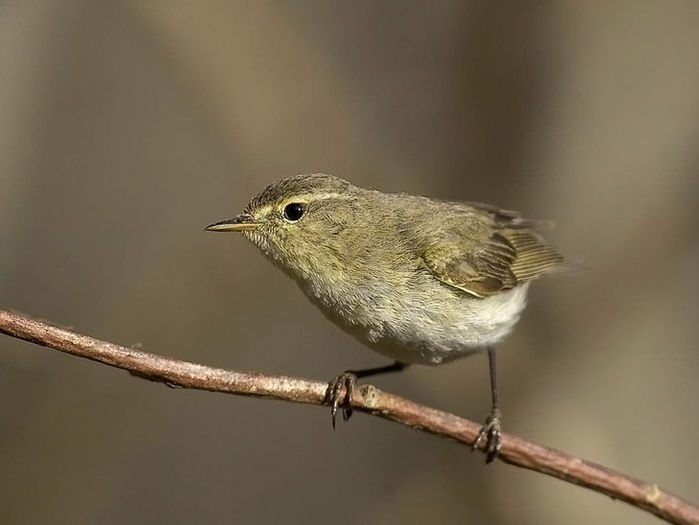 Pitulice de munte (Phylloscopus collybita)