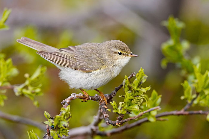 Pitulice fluierătoare (Phylloscopus trochilus)