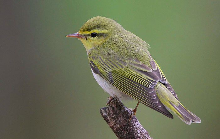 Pitulice sfârâitoare (Phylloscopus sibilatrix)