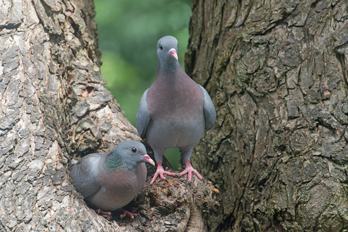 Porumbelul de scorbură – columba oenas