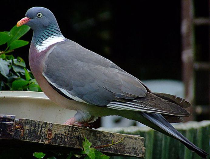 Porumbelul gulerat – columba palumbus