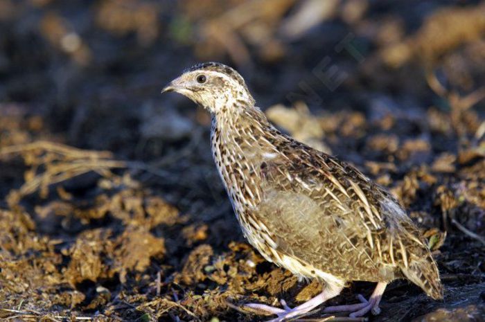 Prepeliță (Coturnix coturnix) - Pasari din Romania