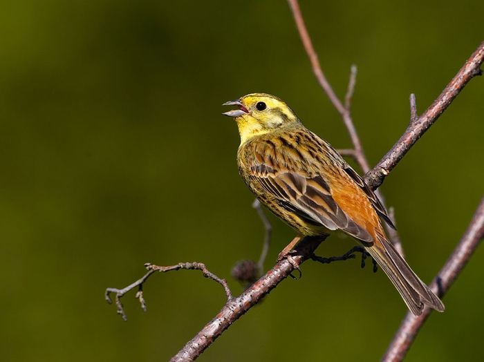 Presură galbenă (Emberiza citrinella)