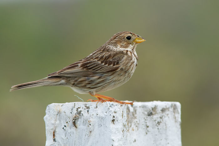Presură sură (Miliaria calandra)