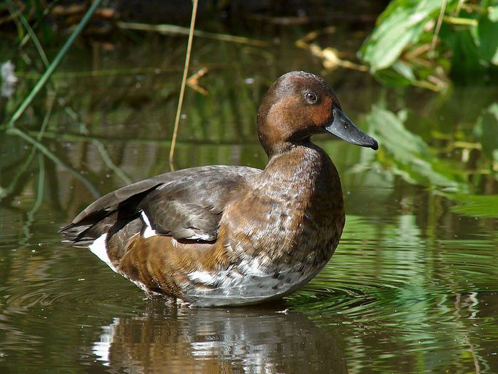 Rață roșie (Aythya nyroca)